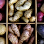 Organic potatoes from Alden Farms (clockwise from top left): Red Chieftains, Princess La Ratte fingerlings, Red Thumb fingerlings with a German Butterball, All Blue, Rose Finn Apple fingerlings, and Yukon Gold.